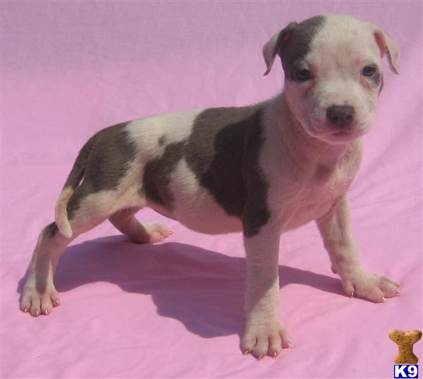 American Pit Bull Puppies for Sale